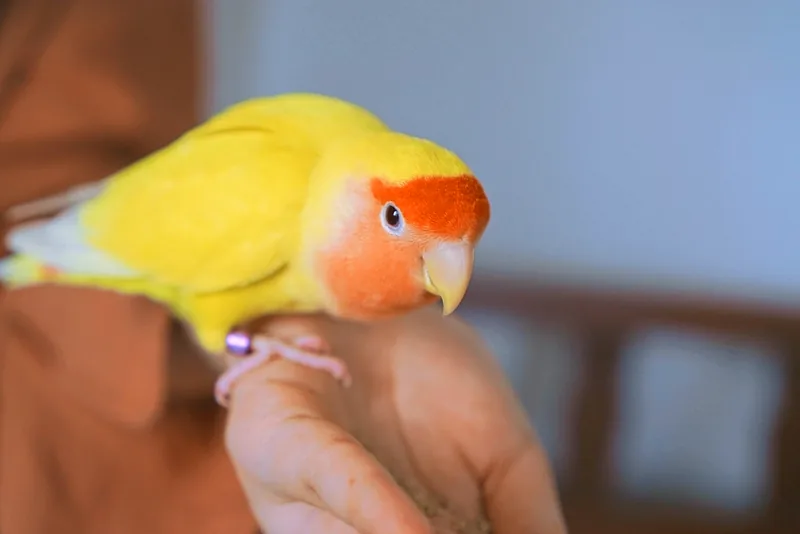 Inseparabile posato sul dito di una persona