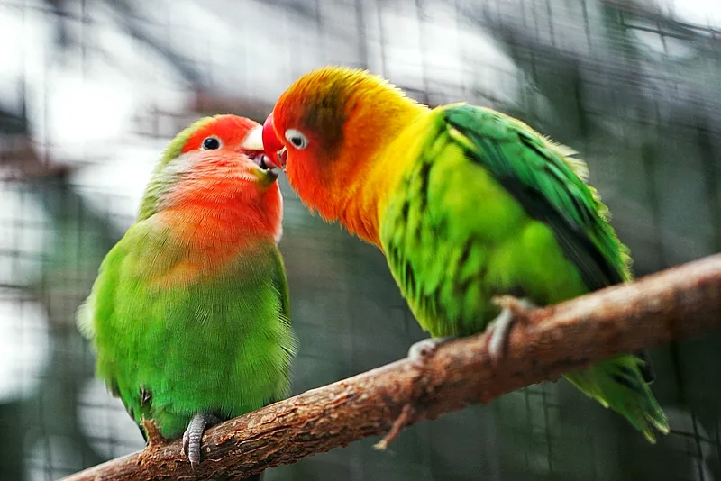 Inseparabili