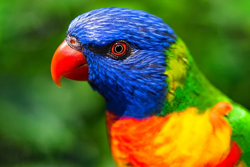 Lori arcobaleno