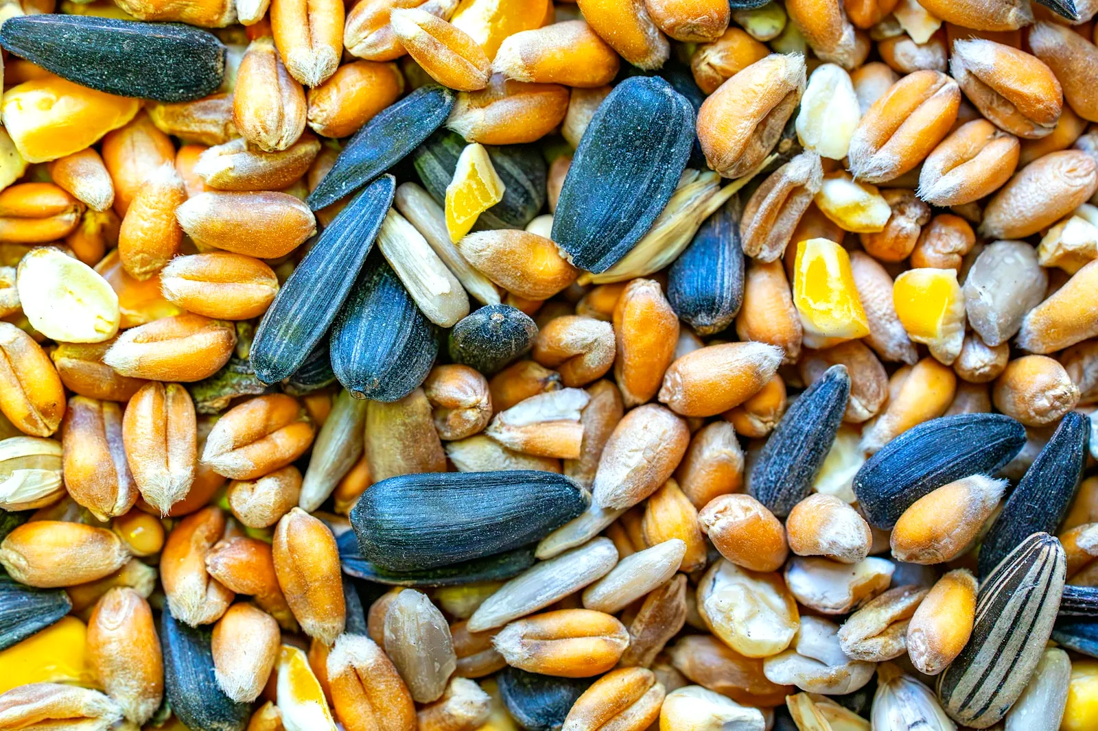 Miscela di semi per pappagalli: girasole, miglio e panico