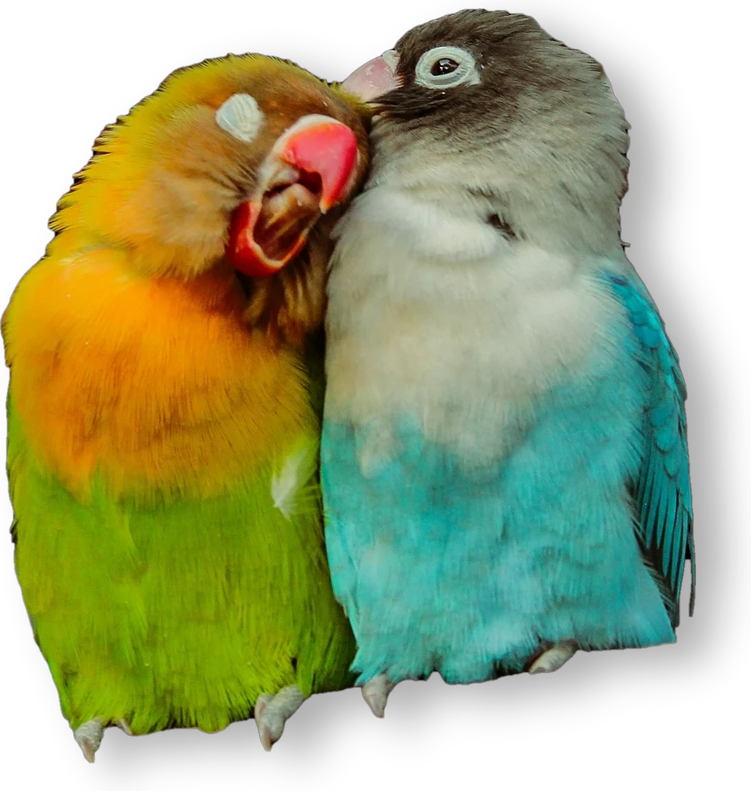 Inseparabili